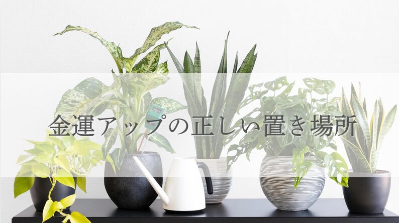 金運が上がる観葉植物の正しい置き場所